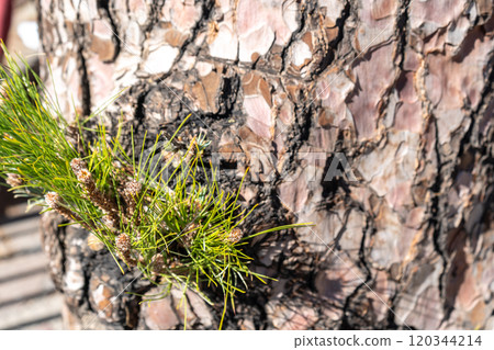 Pinus canariensis bark texture, rough young green shoots emerging, natural growth, resilience, intricate patterns 120344214