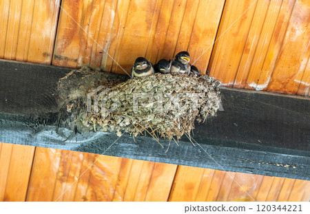 Baby birds, swallow chicks in nest under a wooden roof beam. The chicks are clustered together, open mouth ready for feeding Baby birds, swallow chicks in nest under a wooden roof beam. The chicks are clustered together, open mouth ready for feeding 120344221