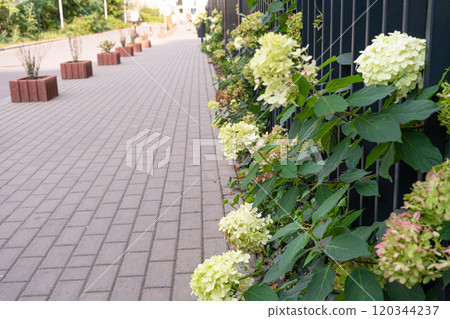 Hydrangea Flowers, Blooming White Hortensia, Hydrangea Paniculata Flower Closeup Hydrangea Flowers, Blooming White Hortensia, Hydrangea Paniculata Flower Closeup 120344237
