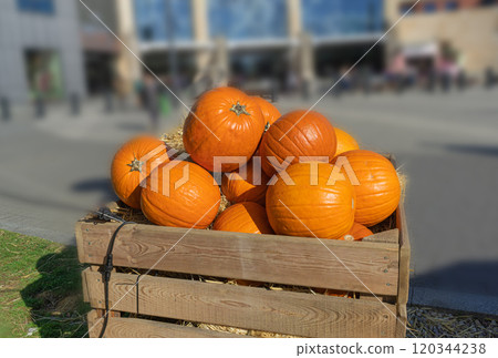 Pumpkins Halloween Decoration, Squash Farm, Orange Thanksgiving Vegetables Pile on Grass, Autumn Loan Pumpkins Halloween Decoration, Squash Farm, Orange Thanksgiving Vegetables Pile on Grass, Autumn Loan 120344238
