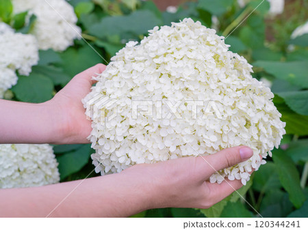 Hydrangea Flowers, Blooming White Hortensia, Hydrangea Paniculata Flower Closeup, Large Inflorescences 120344241