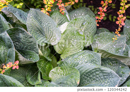 Hosta Flowers and Leaves Macro, Wet Hostas Leaf Nature Pattern, Funkia, Big Daddy Leaves, Plantain Lilies, 120344242