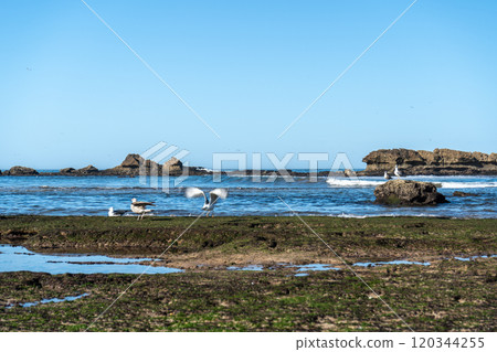 Seagull on ocean shore stone looking for food at low tide. Big yellow-legged gulls in Essaouira, natural beauty 120344255
