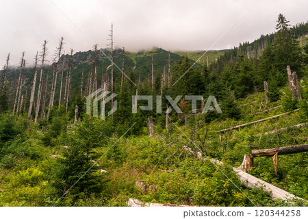 Mountain landscape, dark spruce forest in cloudy weather. High Tatras mountains of Tatra national park Mountain landscape, dark spruce forest in cloudy weather. High Tatras mountains of Tatra national park 120344258