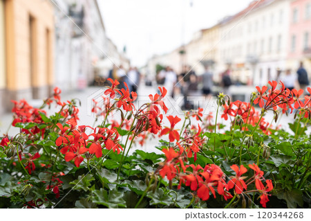 Pelargonium peltatum red flowers, ivy-leaved pelargonium closeup, blooming cascading geranium 120344268