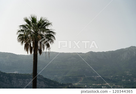 A lone palm tree stands tall against a mountainous backdrop in Budva, Montenegro, copy space 120344365