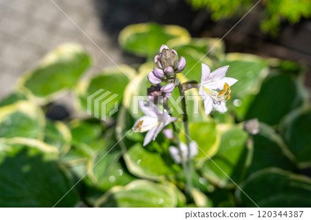 Hosta Flowers and Leaves Macro, Wet Hostas Leaf Nature Pattern, Funkia, Big Daddy Leaves, Plantain Lilies, 120344387
