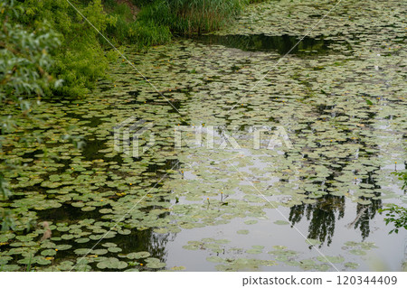 Pond covered with lily pads, dense green vegetation around, calm water, natural reflections, peaceful setting 120344409