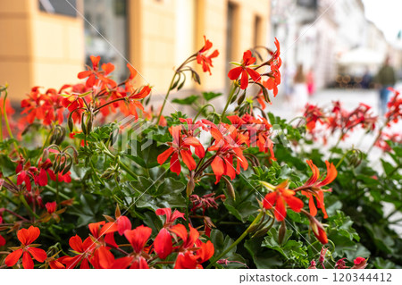 Pelargonium peltatum red flowers, ivy-leaved pelargonium closeup, blooming cascading geranium 120344412