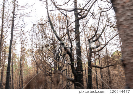 Foggy forest in mountains, mystical Tenerife road among black burnt trees, Canary pine, pinus canariensis 120344477