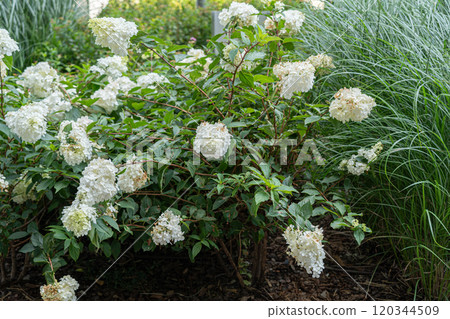 Hydrangea Flowers, Blooming White Hortensia, Hydrangea Paniculata Flower Closeup, Large Inflorescences 120344509