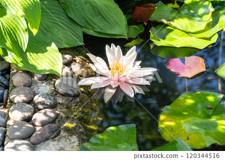Blooming water lily, lotus flowers and leaves, waterlily pink water lilies closeup 120344516