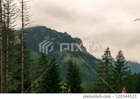 Mountain landscape, dark spruce forest in cloudy weather. High Tatras mountains of Tatra national park Mountain landscape, dark spruce forest in cloudy weather. High Tatras mountains of Tatra national park 120344523