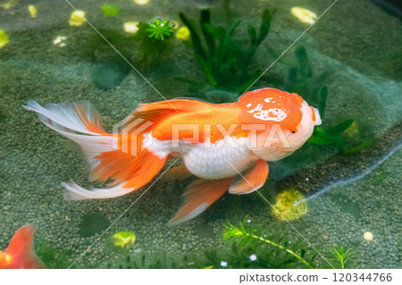 Goldfish in aquarium fish pond close up 120344766