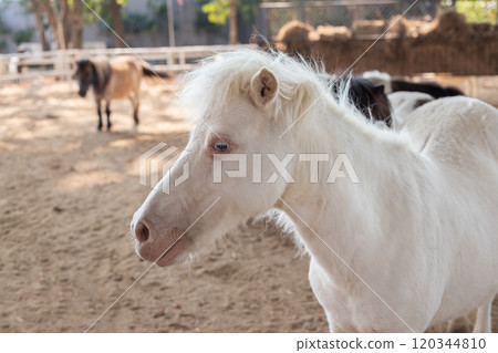 Cute little pony in the animal farm 120344810