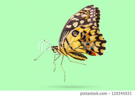 Flying yellow butterfly isolated on green background 120345031