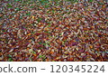 秋田千秋公園的落葉 120345224