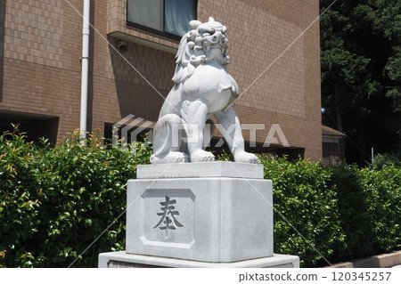 大國玉神社的守護犬【東京都府中市】 大國玉神社的守護犬【東京都府中市】 120345257