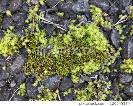 Sunagoke on the asphalt 120345374