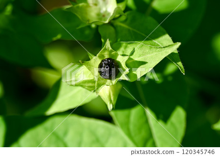 Oshiloven seeds Oshiloven seeds 120345746