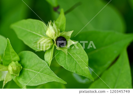 Oshiloven seeds 120345749