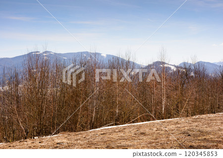 season change in carpathian mountains. dry wintertime. sunny day in spring. leafless forest and snow on the hill. global warming season change in carpathian mountains. dry wintertime. sunny day in spring. leafless forest and snow on the hill. global warming 120345853