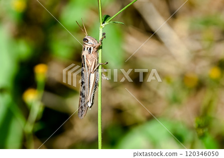 巴坦加粳稻 120346050