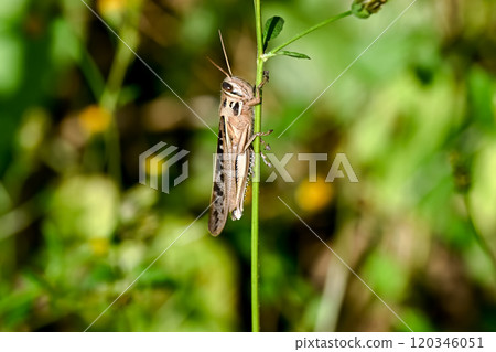 巴坦加粳稻 120346051