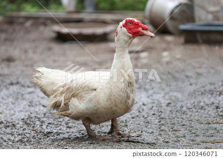 Close up head white Muscovy Duck in garden 120346071