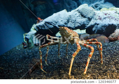 The japan spider king crab or alaska king crab at kaiyukan aquarium , Osaka ,Japan The japan spider king crab or alaska king crab at kaiyukan aquarium , Osaka ,Japan 120346077