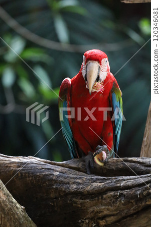 Close up haed the red macaw parrot bird in garden at thailand. 120346081