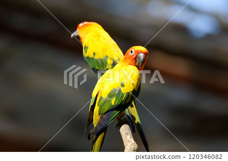 The mini parrot bird on stick tree 120346082