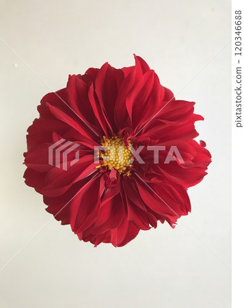 紅色大麗花 紅色大麗花 120346688