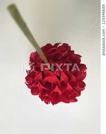 拍攝紅色大麗花的背面 拍攝紅色大麗花的背面 120346689