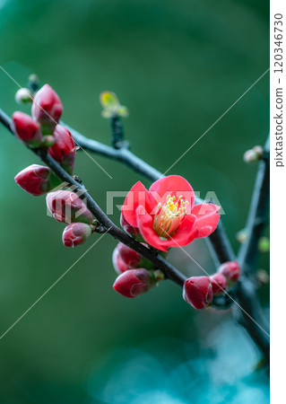 紅色的花朵 120346730