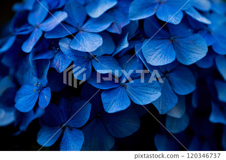 Scarlet hydrangea 120346737