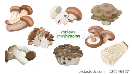Vector illustration of a set of various kinds of autumn mushrooms 120346807