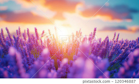 Lavender field in morning sun. Blooming lavender in Provence, France Lavender field in morning sun. Blooming lavender in Provence, France 120346887