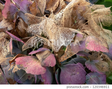 Dark purple and dry brown skeletonized hydrangea or hortensia flowers in the autumn. 120346911