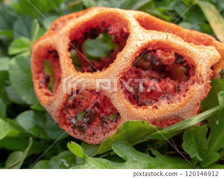 Latticed stinkhorn, clathrus ruber, basket stinkhorn, or red cage fungus in the family Phallaceae 120346912