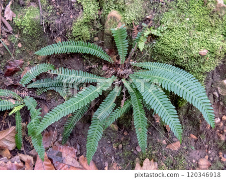 Struthiopteris spicant,blechnum spicant, hard-fern or deer fern in the family Blechnaceae 120346918