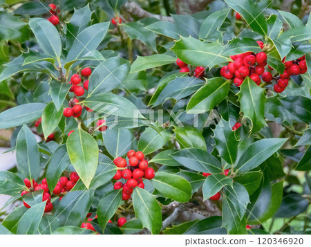 Ilex aquifolium or Christmas holly plant branches with bright red berries and glossy green foliage Ilex aquifolium or Christmas holly plant branches with bright red berries and glossy green foliage 120346920
