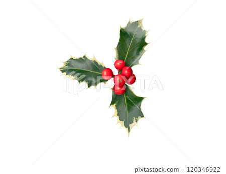 Christmas holly or Ilex aquifolium plant branch with red berries and glossy green leaves isolated  on white 120346922