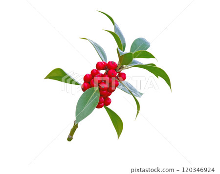 Ilex aquifolium or Christmas holly plant branch with red berries and glossy green leaves isolated on white Ilex aquifolium or Christmas holly plant branch with red berries and glossy green leaves isolated on white 120346924