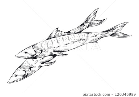 Sketch seafood. Sea fish. Engraving water animal. Undersea aquatic habitat. Herring group. Gourmet food. Marine anchovy. Restaurant menu. Dorado graphic print. Vector drawing element 120346989