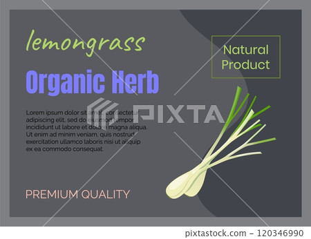 Herbal leaves icon. Organic herb. Fresh lemongrass. Natural product. Greengrocery food label. Garden crop. Premium quality spice. Vegetarian ingredient. Vector marketing banner design 120346990
