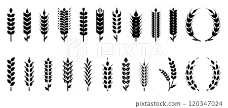 Wheat icon. Ear, barley corn logo, silhouette for rice grain bread. Rye, oat cereal stalk pattern, black graphic seed for farm. Bakery and beer logotype. Black silhouette. Vector pictogram set 120347024
