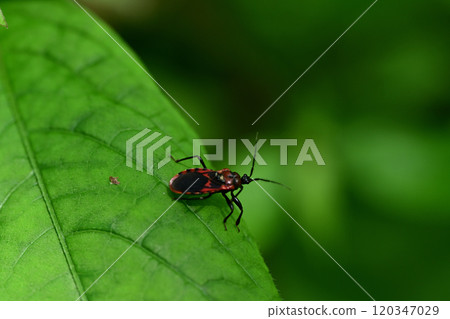 red striped tortoise 120347029