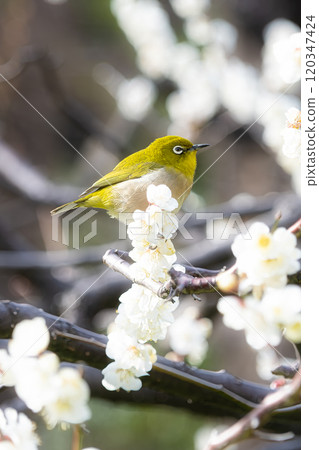 Umejiro Umejiro 120347424