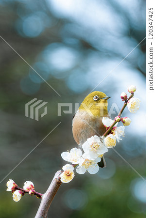 Plum and mezzo 120347425